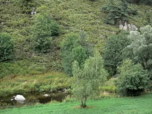 Landschaften der Lozère - Wiese und Bäume am Ufer des Wassers