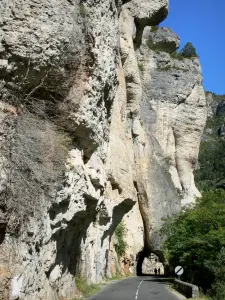 Landschaften der Lozère - Schluchten des Tarn - Nationalpark der Cevennen: Kalkfelswände des Felskessels Baumes dominierend die Strasse der Schluchten