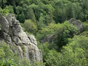 Landschaften der Lozère - Schluchten des Tapoul - Nationalpark der Cevennen: Felsen umgeben von Bäumen