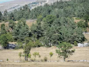 Landschaften der Lozère - Tafelberg Méjean - Nationalpark der Cevennen: Weideland und Bäume