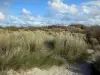 Landschaften des Nordens - Opalküste: Düne bepflanzt mit Dünengräsern, Wolken im blauen Himmel