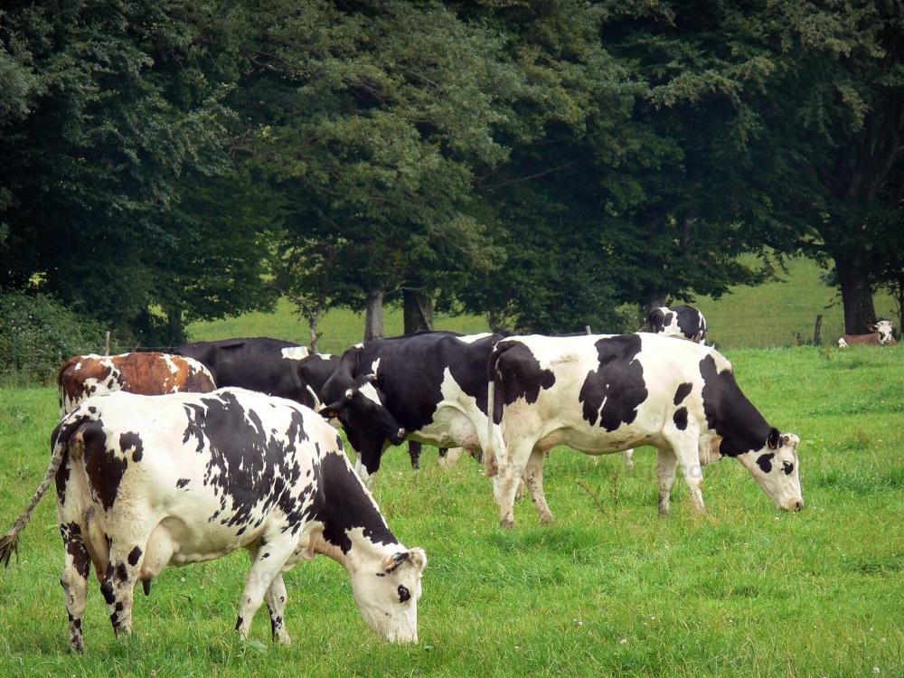 Bilder Landschaften der Orne 22 Qualitätsbilder in hoher Auflösung