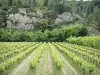 Landschaften der Provence - Weinberge und Bäume