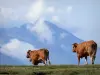 Landschaften der Pyrenäen - Kühe gehen in einer Viehweide spazieren, Berg im Hintergrund; im Nationalpark der Pyrenäen