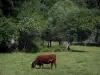 Landschaften des Quercy - Kuh in einer Weide und Bäumen