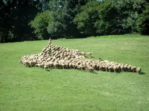 Landschaften des Tarn - Schäferin und ihre Schafsherde in einer Wiese (Regionaler Naturpark des Haut-Languedoc)