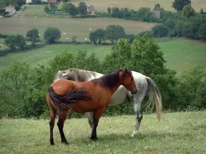 Landschaften des Tarn - Pferde in einer Wiese, Bäume und Weiden im Hintergrund