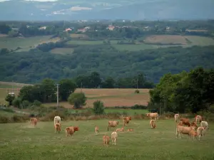 Landschaften des Tarn - Weide mit Kühen, Bäume, Felder und Wälder