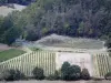 Landschaften des Tarn-et-Garonne - Weinberge und Bäume