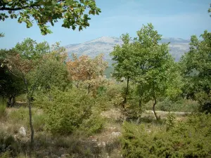 Landschaften des Var - Vegetation, Sträucher, Bäume und Berg von Malay im Hintergrund