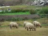 Landschaften der Vendée - Schafe in einer Wiese