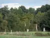 Landschappen van de Anjou - Koe in een weiland en bomen