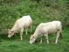 Landschappen van de Baskenland - Twee koeien in een weiland