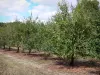 Landschappen van de Berry - Plum boomgaard
