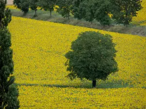 Landschappen van Bourgondië - Boom in een veld van zonnebloemen