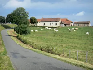 Landschappen van Bourgondië - Charolais koeien in een weiland en boerderij langs een landweg