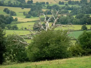 Landschappen van Bourgondië - Beboste landschap met dode boom op de voorgrond, in de Morvan Regionaal Natuurpark