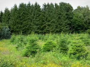 Landschappen van Bourgondië - Wildflower het planten van jonge bomen, en bomen van het bos in de Morvan Regionaal Natuurpark