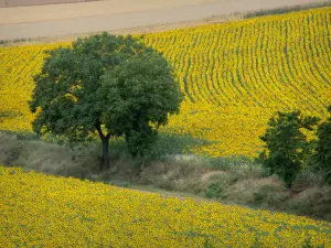 Landschappen van Bourgondië - Boom in het midden van de velden met zonnebloemen