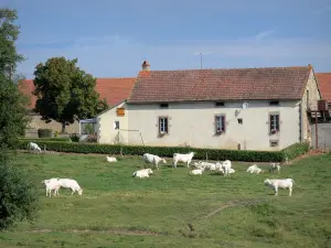 Landschappen van Bourgondië - Charolais koeien in een weiland aan de rand van een boerderij