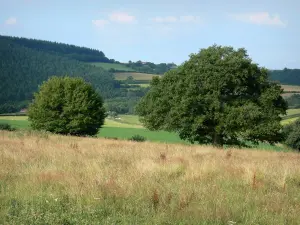 Landschappen van Bourgondië - Meadows, bomen en bos