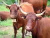 Landschappen van de Cantal - Koeien uitgerust met klokken