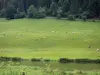 Landschappen van de Doubs - Kudde koeien in een weide aan de rand van een rivier