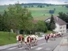 Landschappen van de Doubs - Kudde koeien die door een straat station Metabief, weiden (weiden) op de achtergrond