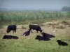 Landschappen van Gard - Camargue Gard (Camargue): zwarte stieren en runderen Zilverreigers (witte vogels) in een weiland, riet (riet) op de achtergrond
