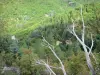 Landschappen van Gard - Bos, takken van een boom op de voorgrond