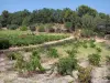 Landschappen van Gard - Côtes du Rhône wijngaarden en bomen