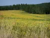 Landschappen van Gascogne - Veld aan de rand van een bos