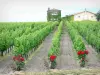 Landschappen van Gironde - Sauternes Château Rieussec en wijngaarden, wijngaard, Fargues