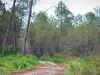 Landschappen van Gironde - Regionaal Natuurpark van de Landes de Gascogne : pad door het bos van de Landes dennen