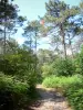 Landschappen van Gironde - Parcours door het bos usagère La Teste - de- Buch