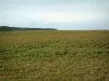 Landschappen van het hinterland van Pas-de-Calais - Cornfield en struiken