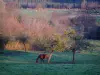 Landschappen van het Normandisch hinterland - Paard in een weiland en bomen