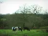 Landschappen van het Normandisch hinterland - Koeien in een weiland, bomen en bos