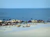 Landschappen van de kust van Bretagne - Scenic route: zandstrand en veel kleine rotsen in de zee