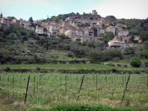 Landschappen van de Languedoc - Huizen in een dorp, wijngaarden en bomen, in het Regionale Natuurpark van de Haut Languedoc