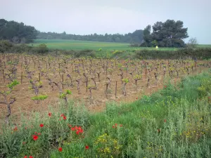 Landschappen van de Languedoc - Vines, wilde bloemen (klaprozen), velden en bomen