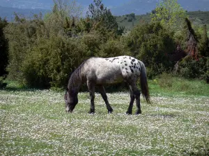 Landschappen van de Languedoc - Paard in een weiland bezaaid met madeliefjes, struiken, in het Regionaal Natuurpark van de Haut Languedoc