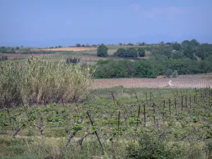 Landschappen van de Languedoc - Wijngaarden, riet en bomen