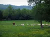 Landschappen van de Limousin - Koeien in een weiland bezaaid met wilde bloemen, bomen en bos