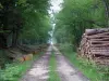 Landschappen van de Loir-et-Cher - Boulogne bos: bos pad omzoomd met bomen