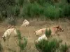 Landschappen van de Lozère - Parc National des Cevennes: koeien rusten in een weiland