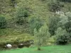 Landschappen van de Lozère - Grasland en bomen aan de rand van het water