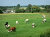 Landschappen van de Mayenne - Koeien in een weiland aan de rand van een gehucht