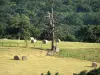 Landschappen van de Mayenne - Dode boom in het midden van de velden bezaaid met hooibergen