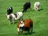 Landschappen van de Mayenne - Koeien in een weide in bloei